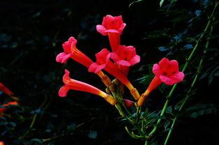 不败凌霄花,探寻生命之花的坚韧传奇